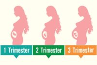 Janin bulan usia perkembangan