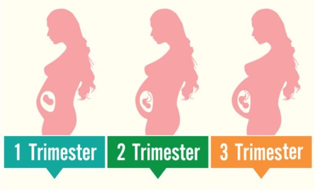 Janin bulan usia perkembangan